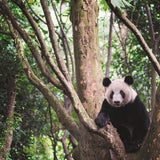 Reminisce China Giant Panda Patterned Paper