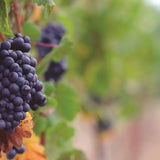 Reminisce The Great Northwest Portland Patterned Paper